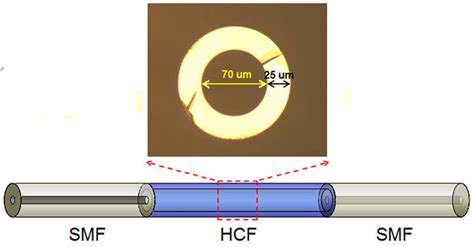 The Schematic Construction Of The Splicing Between Smf And Hcf Download Scientific Diagram