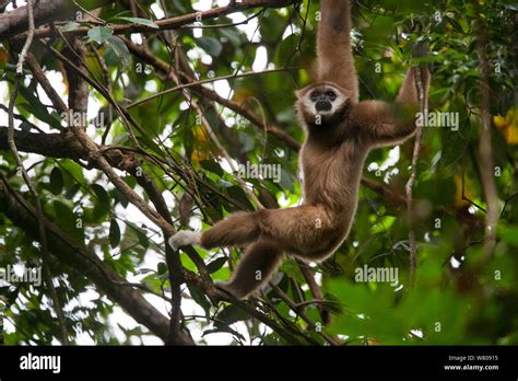 Lar Gibbon Hylobates Larusing Arms To Swing Through Trees Gunung