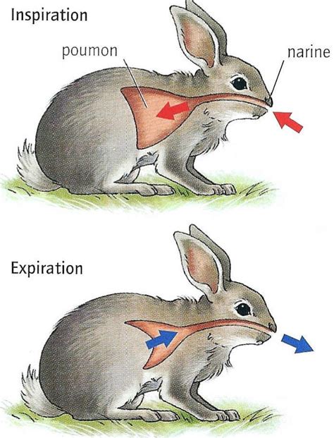 Chapitre La Respiration Des Tres Vivants Varie Suivant Les Milieux