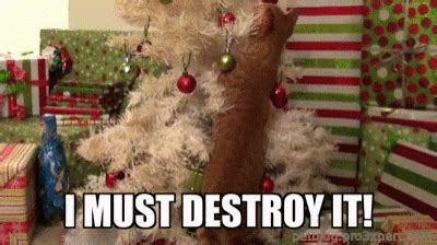 Funny Christmas Kittens GIFs | Tenor