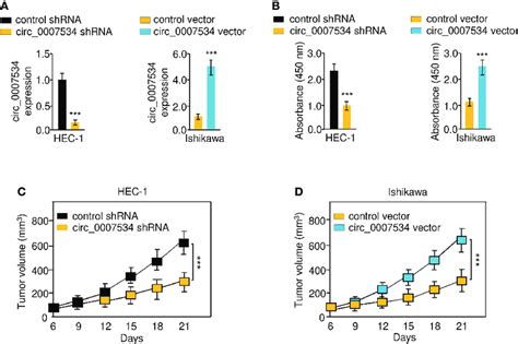 Circ Promotes The Proliferation Of Endometrial Cancer Cells