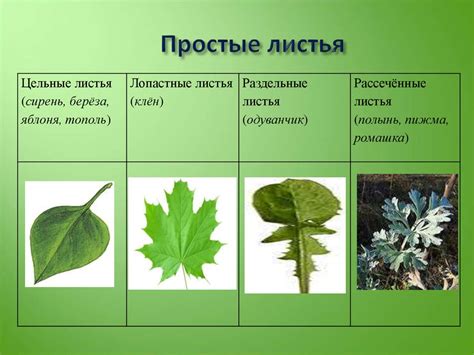 Ботаника. Подготовка к ОГЭ. Часть 1 - презентация онлайн