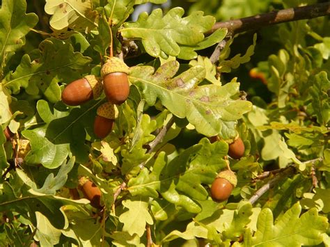 Acorn Tree Close Up Photography Shaft Oak Pedunculate Oak Quercus