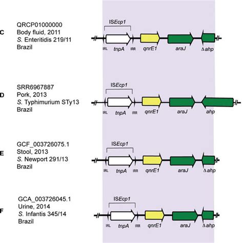 Quinolone Resistance Determinants Of E Coli Isolates Showing Resistant