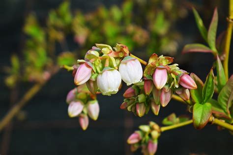 Bilberry Flowers Plants - Free photo on Pixabay