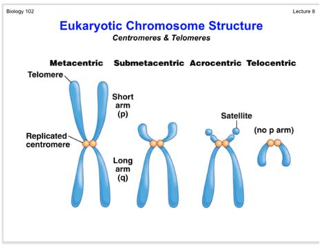 Nucleic Acids DNA Structure Flashcards Quizlet