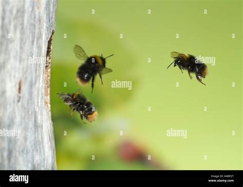 Bumblebees In Flight Hi Res Stock Photography And Images Alamy