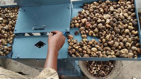 M Tek Cashew Nut Shelling Machine Youtube