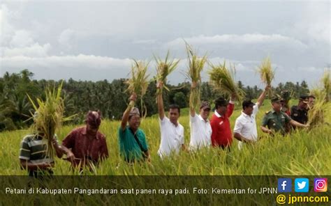 Petani Pangandaran Senang Kini Bisa Panen Tiga Kali Setahun