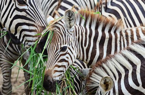 Premium Photo | Zebra eating grass