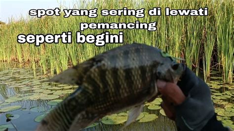 Mancing Liaran Terbaru Yang Sering Di Lewatin Pemancing Strike Nila