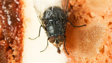 Fliegen Vertreiben Und Dauerhaft Loswerden So Gelingt Es