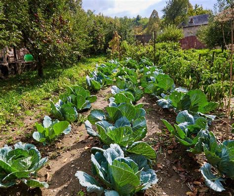 19 Urban Vegetable Garden Ideas You Should Check Sharonsable