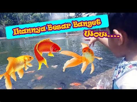 Kasih Makan Ikan Besar Dan Warna Warni Ikannya Banyak Banget Ikan Mas