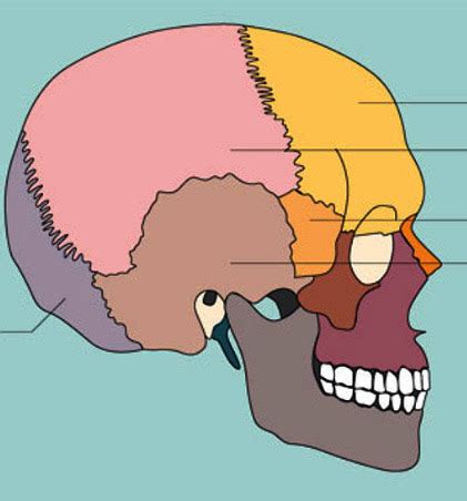 Anatomie Karteikarten Quizlet