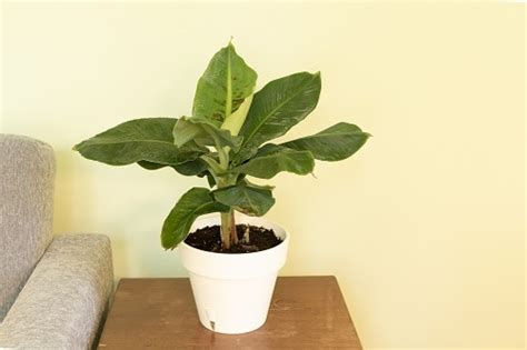 Grow Bananas Indoors Banana Houseplant