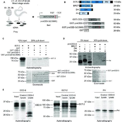 Ced Caspase Physically Interacts With Ect Rhogef In Vitro A