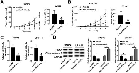 Retracted Article Mir 199a 3p Knockdown Inhibits Dedifferentiated