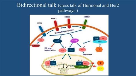 Molecular Biology Of Breast Cancer [autosaved] Ppt