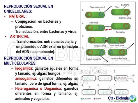 Biología Didáctica Ingeniería Bio Reproducción En Seres Vivos