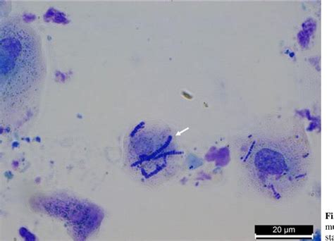 Figure 1 From Treatment Of Dermatophilosis With Oxytetracycline And