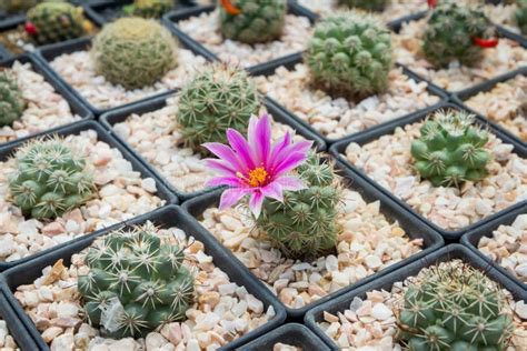 The Cactus Mammillaria Schumannii Is Grown In Pots In Beautiful Pink