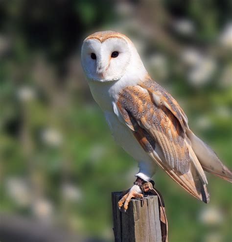 Barn Owl Free Stock Photo Public Domain Pictures