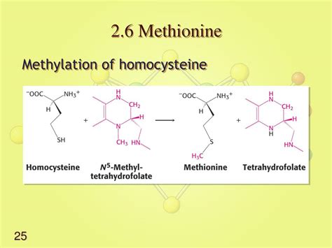 Ppt Lecture Biosynthesis Of Amino Acids Powerpoint Presentation