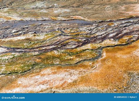 Bacterial Mats From Thermophilic Organisms Yellowstone National Park