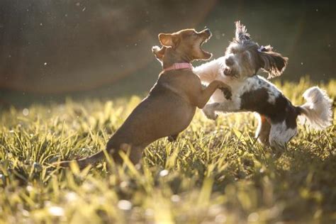 Pourquoi Mon Chien Me Saute Dessus Et Me Mordille