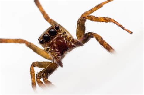 Premium Photo Close Up Of Spider On White Background