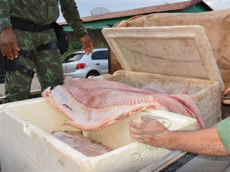 Pm Apreende Cerca De Kg De Pescado Ilegal No To Portal Pesca