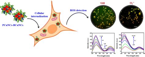 Dual Emission Copper Nanoclustersbased Ratiometric Fluorescent Probe