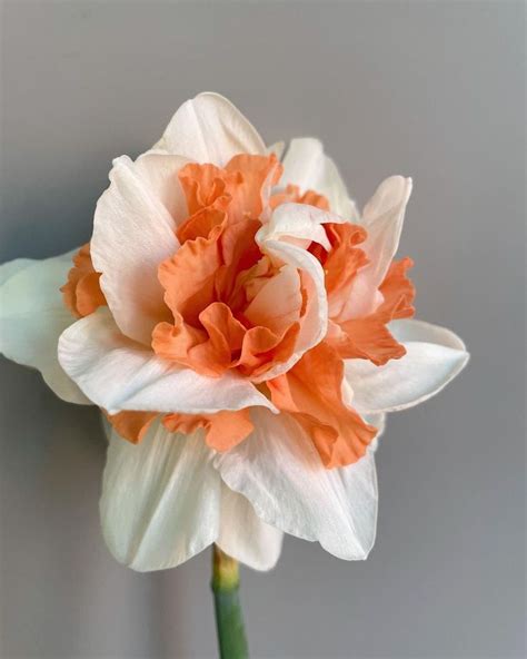 Teresa Yang Fung Floral Photographer On Instagram D A F F O D I L I