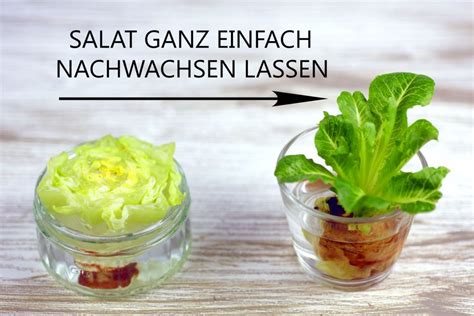 Romana Salat Nachwachsen Lasssen Mit Einem Genialen Trick