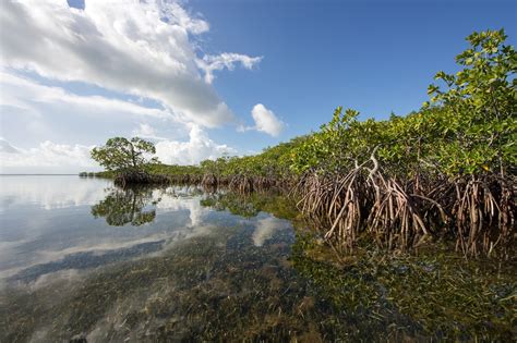 De Julho Dia Mundial De Prote O Aos Manguezais Ius Natura