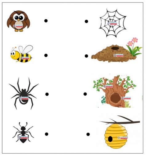 Match The Animal Homes Worksheet Olympiad Tester