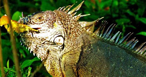 El Hogar De Las Iguanas Verdes Descubre Su Fascinante Hábitat