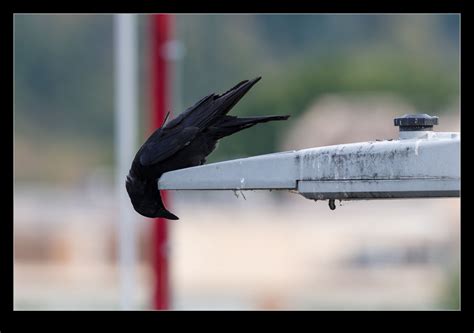 Inquisitive Crow Robsblogs