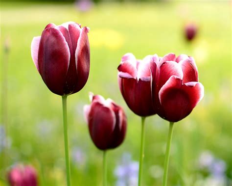 Tulipa Flor Primavera Foto Gratuita No Pixabay Pixabay