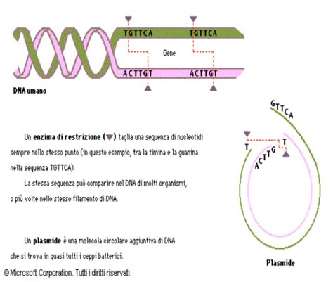 Enzimi Di Restrizione