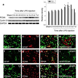 PRDM5 Distribution In The Rat Cerebral Cortex After LPS Injection