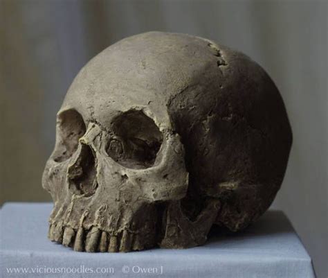 Human Skull Replica Natural Full Size Realistic Skull Replica Made From
