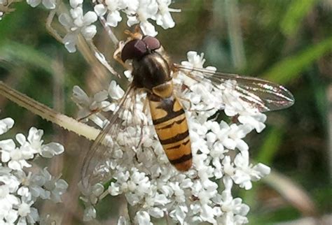 Careering Through Nature: hoverfly species 1