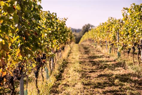 Land Oberösterreich Agrar Landesrätin Michaela Langer Weninger