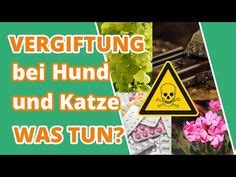 19 Giftig für Hund und Katze Ideen giftig für hunde hund und katze