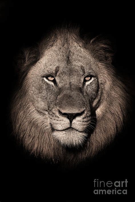 Black And White Portrait Of Lion by Rudi Hulshof