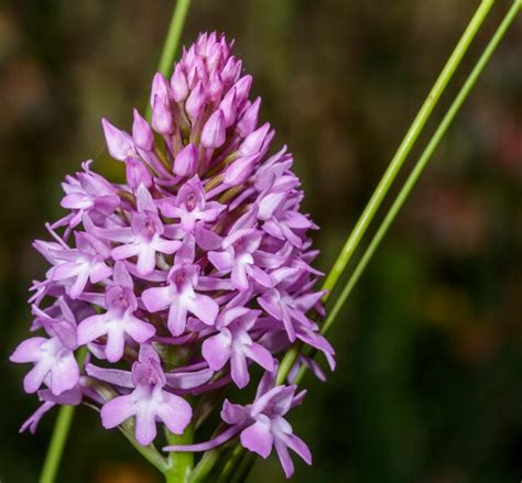 La orquídea piramidal anacamptis pyramidalis es una planta