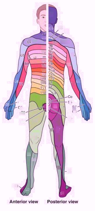 Dermatomes Diagram Quizlet