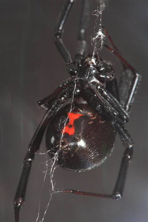 Latrodectus hesperus - Wikipedia